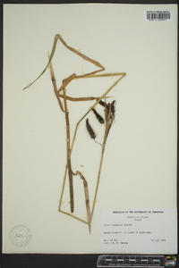 Carex lyngbyei image