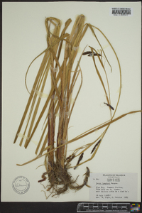 Carex lyngbyei image