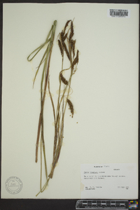 Carex lyngbyei image
