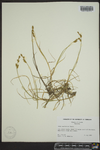 Carex mackenziei image