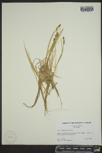 Carex mackenziei image