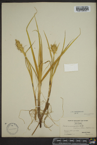 Carex mackenziei image