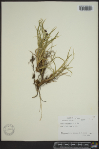 Carex macrochaeta image