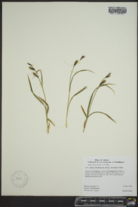 Carex macrochaeta image