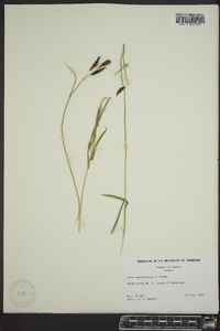 Carex macrochaeta image