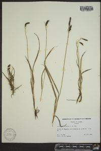 Carex macrochaeta image