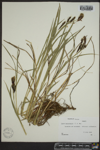 Carex macrochaeta image