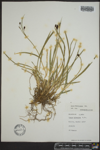 Carex magellanica image