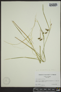 Carex magellanica image