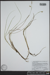 Carex magellanica image