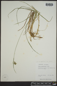 Carex magellanica image