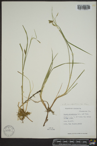 Carex magellanica image