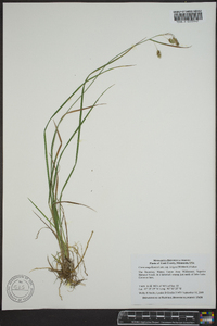 Carex magellanica image