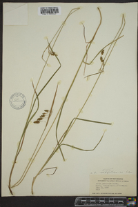 Carex magellanica image