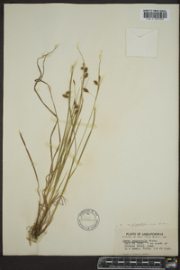 Carex magellanica image