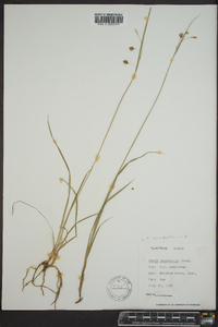 Carex magellanica image