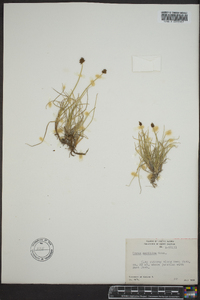 Carex maritima image