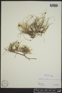 Carex maritima image