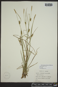 Carex meadii image