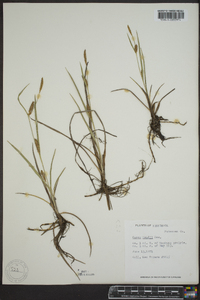 Carex meadii image