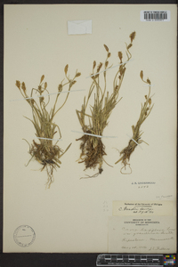 Carex meadii image