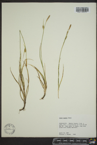 Carex meadii image