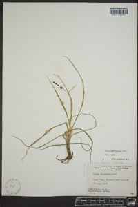 Carex membranacea image