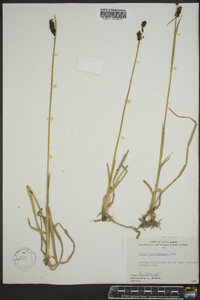 Carex membranacea image