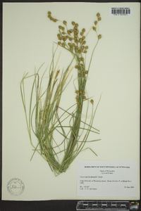 Carex merritt-fernaldii image