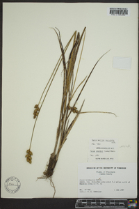 Carex merritt-fernaldii image