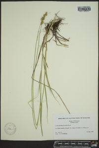 Carex merritt-fernaldii image