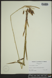 Carex mertensii image