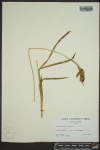 Carex mertensii image