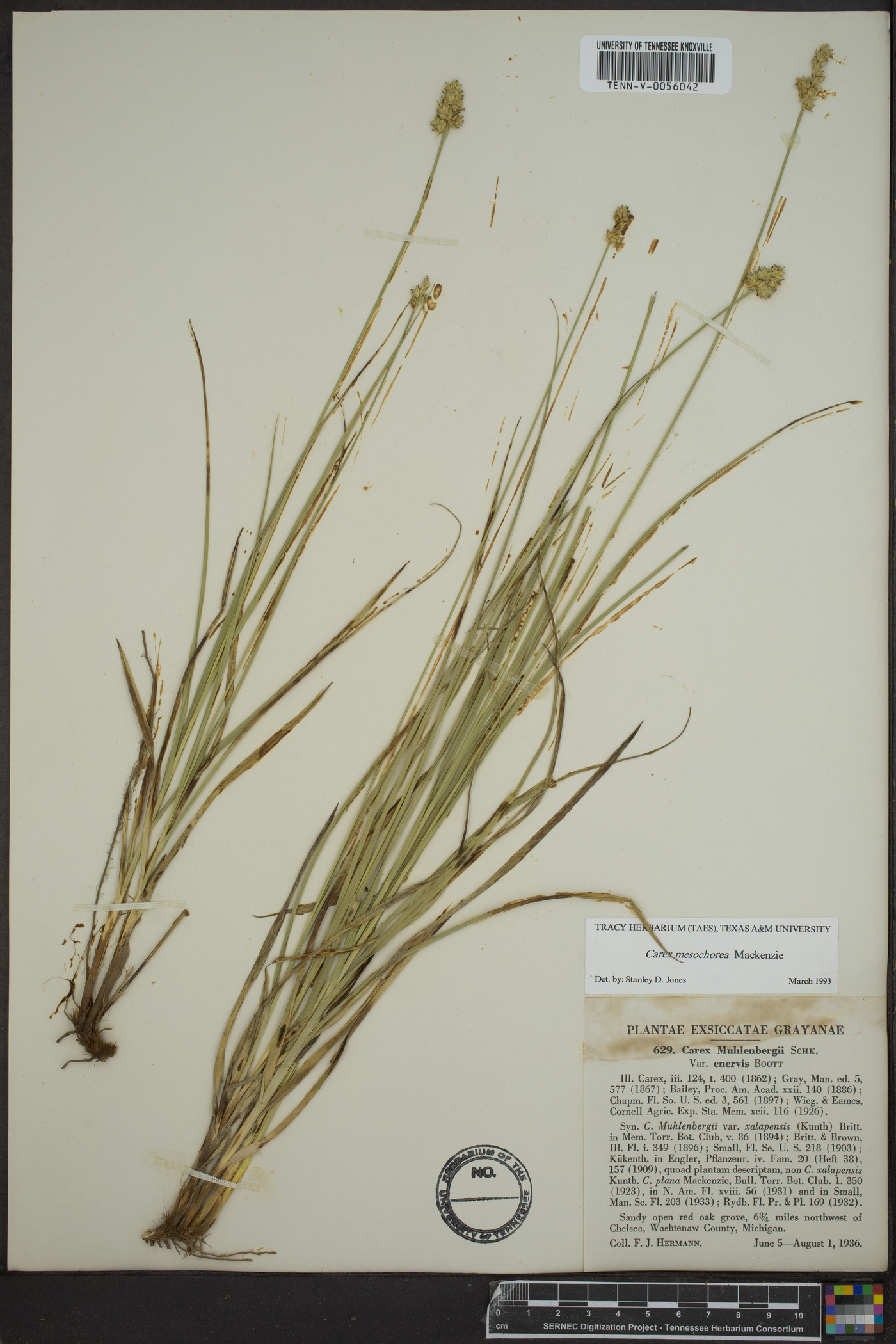 Carex mesochorea image