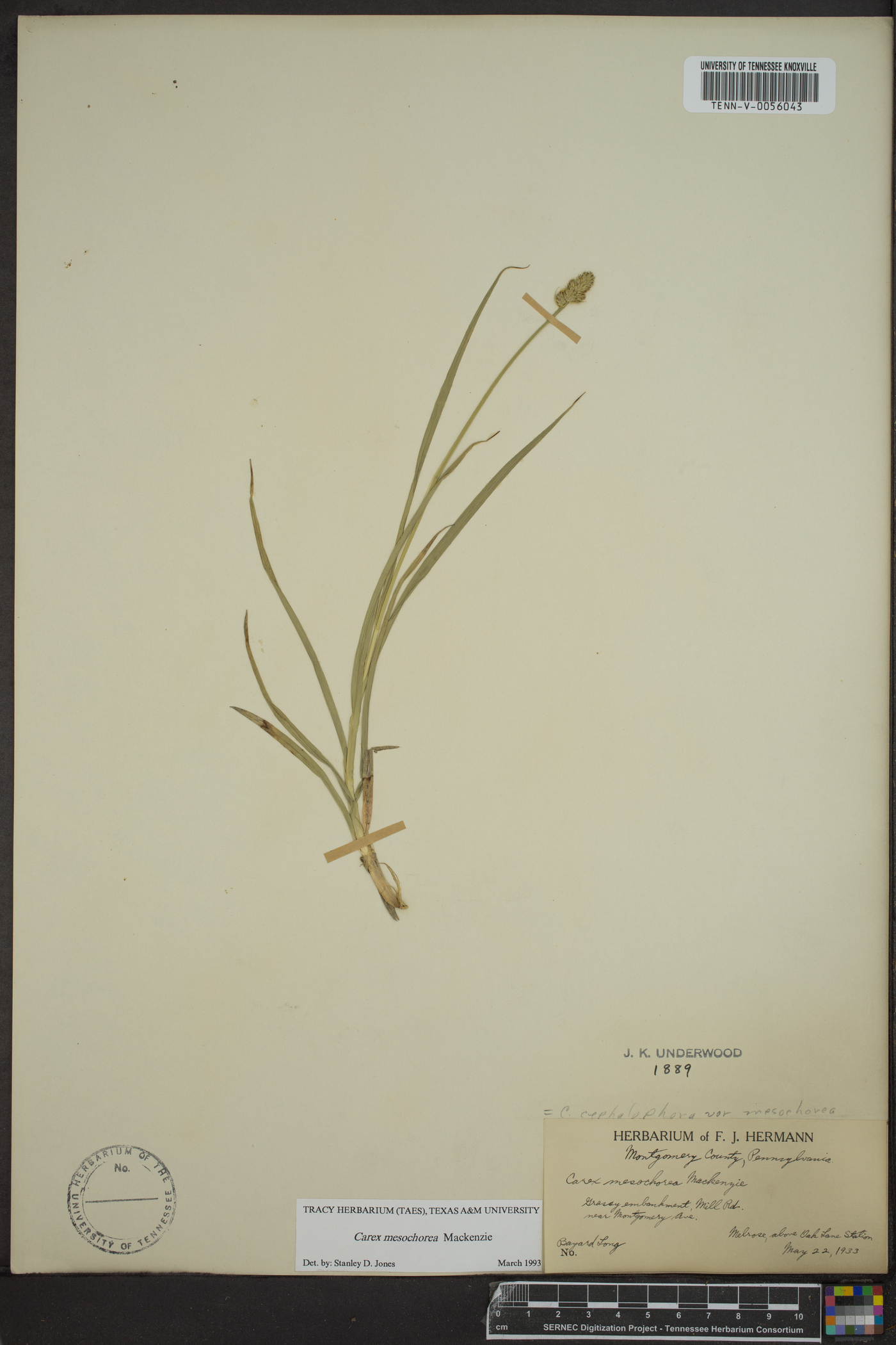 Carex mesochorea image