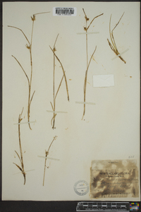 Carex michauxiana image