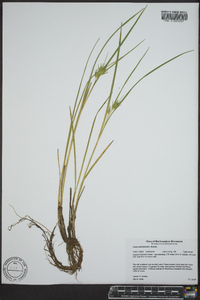 Carex michauxiana image