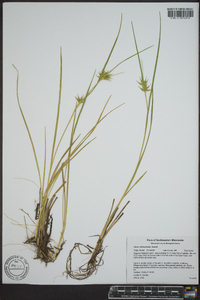 Carex michauxiana image