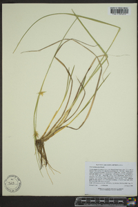 Carex michauxiana image