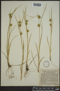 Carex michauxiana image