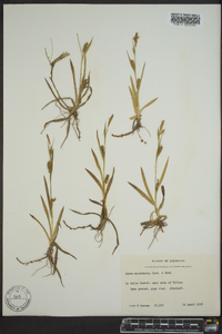 Carex microdonta image