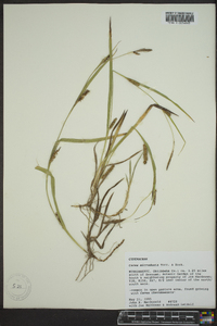 Carex microdonta image