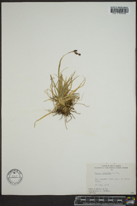 Carex misandra image