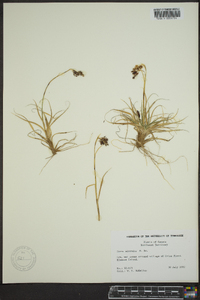 Carex misandra image