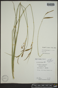 Carex mitchelliana image