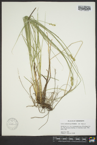 Carex muehlenbergii var. enervis image