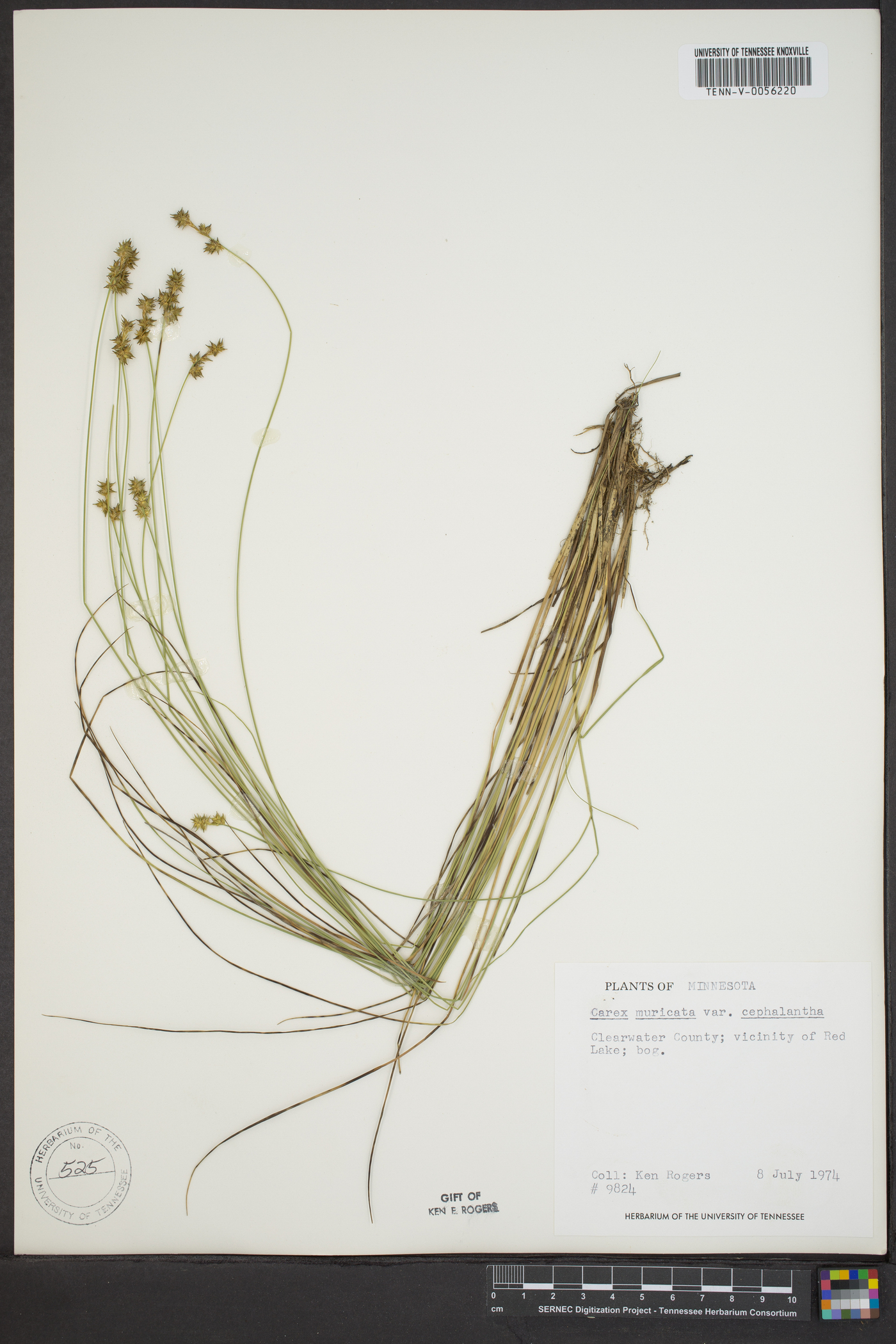 Carex muricata var. cephalantha image