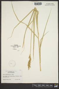 Carex muskingumensis image