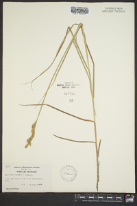 Carex muskingumensis image