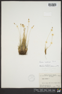 Carex nardina image